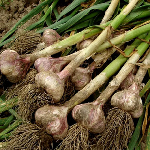 农家大蒜种子山东金乡大蒜苗蒜黄种籽蒜瓣蒜头出蒜薹自然晒干蒜