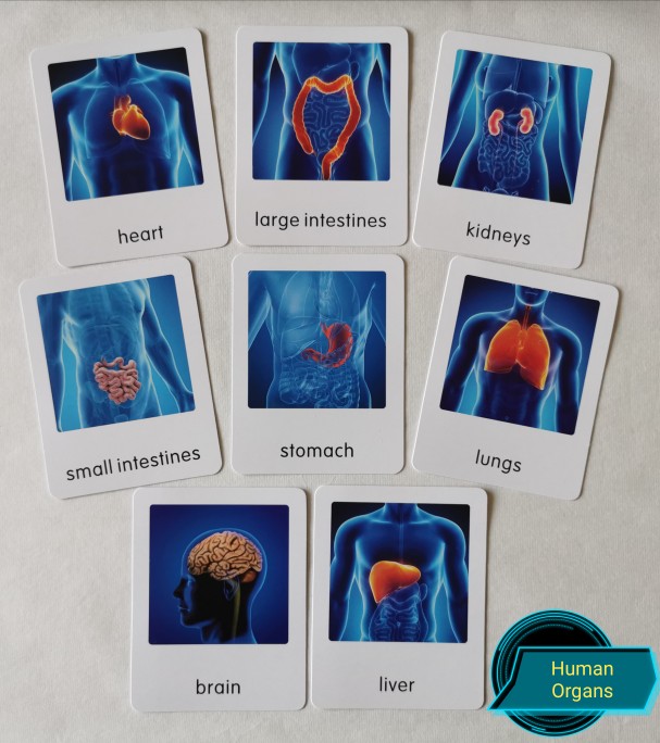 蒙氏幼儿园三段三部分卡人体器官英文儿童启智幼教玩具文化区