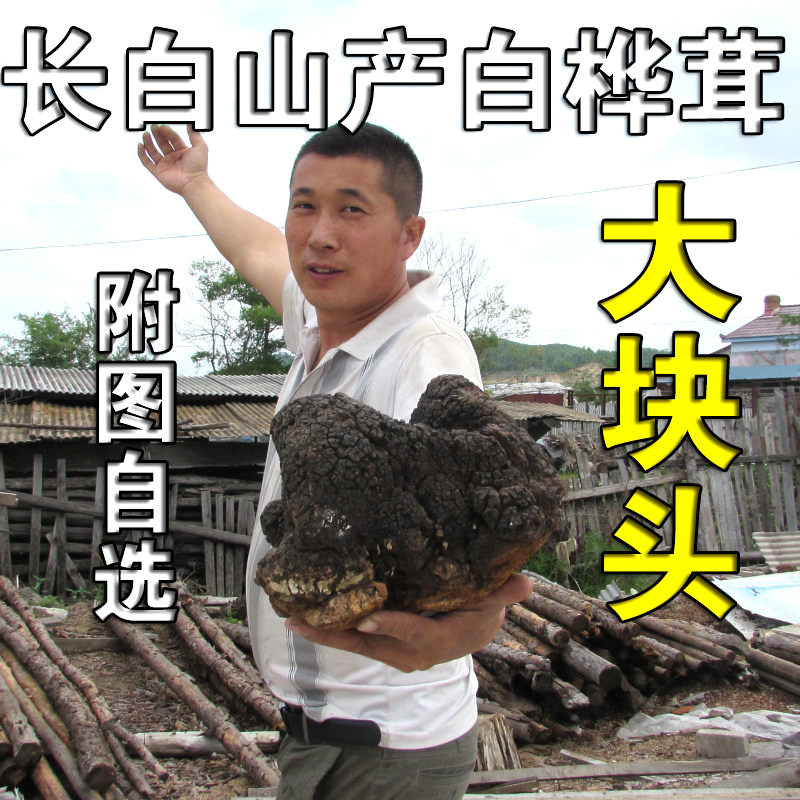 野生桦褐孔菌 大个白桦茸 长白山桦树桑黄 非俄罗斯 500克