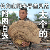 包邮 野生平盖灵芝 大个500克 青芝 附图自选 树舌灵芝