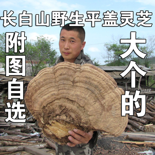野生树舌大个500克灵芝