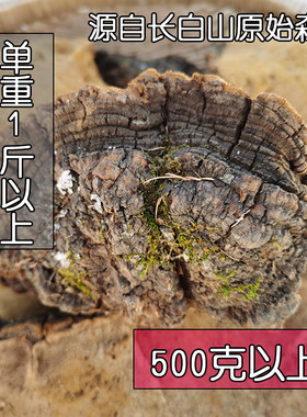 野生松针层孔菌松树重斤以上桑黄