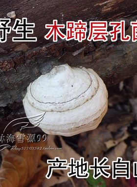 层孔菌长白山整枝药用野生灵芝