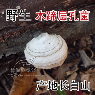 野生木蹄层孔菌 长白山野生灵芝 整枝  250克 药用真菌