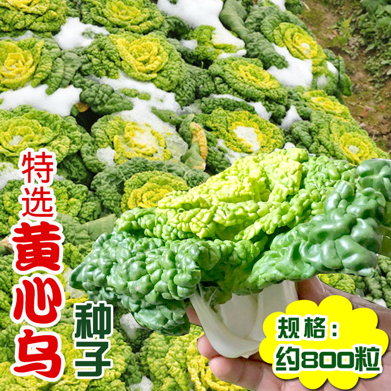 特选黄心乌黄心白菜菊花种子