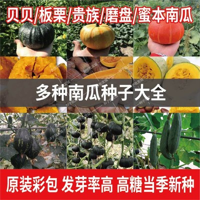 板栗贵妃香芋蜜本金钩南瓜种子