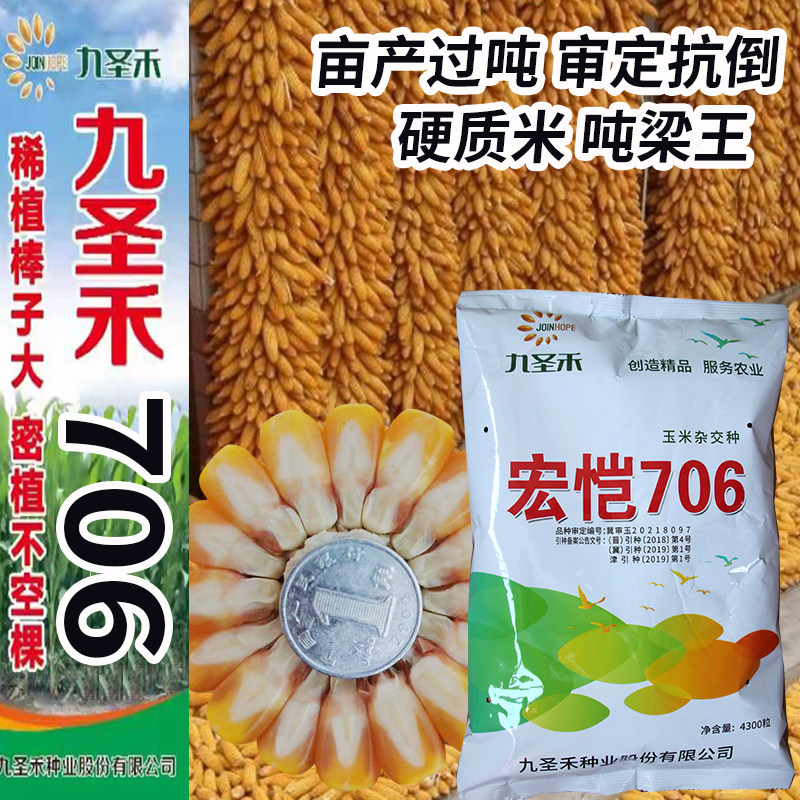 【国审】九圣禾706玉米种子吨产矮杆抗倒抗旱矮杆大棒黄金粮苞米