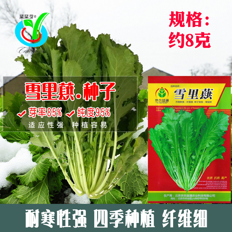 雪里蕻种子 农家高产雪里红雪菜籽 阳台盆栽四季春不老籽蔬菜种子