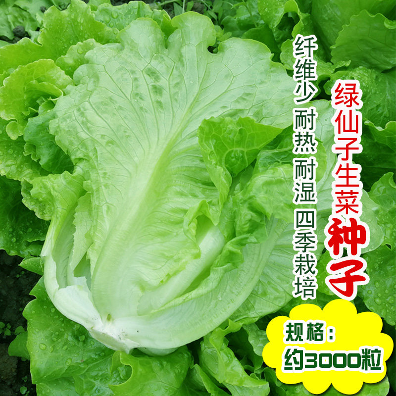 绿仙子四季生菜种子农田菜园可盆栽半结球意大利生菜蔬菜籽纤维少