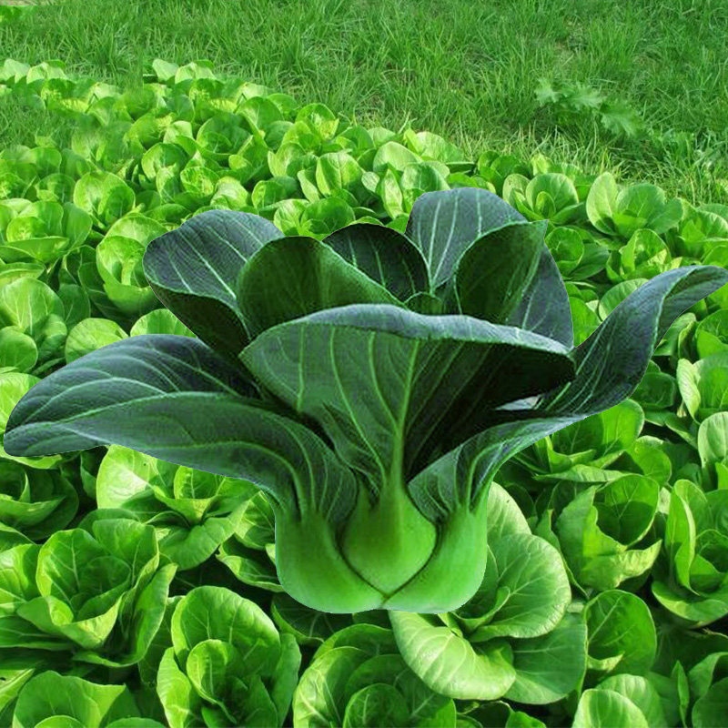 黑叶苏州青油菜种子 小青菜上海青易种阳台四季盆栽油菜蔬菜籽