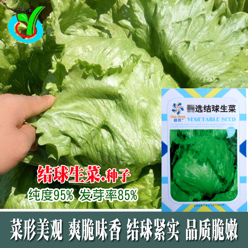 结球生菜种子 菜种子四季播农家蔬菜蔬菜种子生菜种子口感好