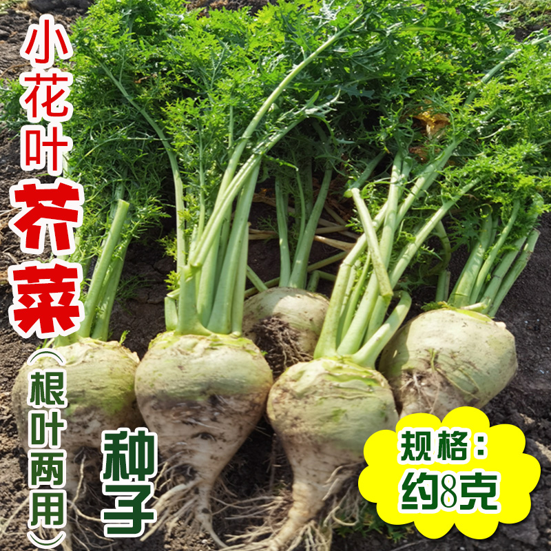 小花葉芥菜種子 農(nóng)田菜園蔬菜根葉兩用蔬菜腌制咸菜小葉花葉凈菜