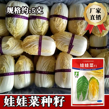 卡其时田娃娃菜种子 早熟四季小棵娃娃菜白菜种籽 菜园农家蔬菜孑