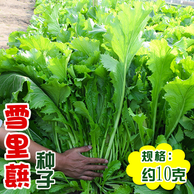 雪里蕻九头鸟种子小叶雪里红芥菜种子秋冬腌制蔬菜种子雪菜