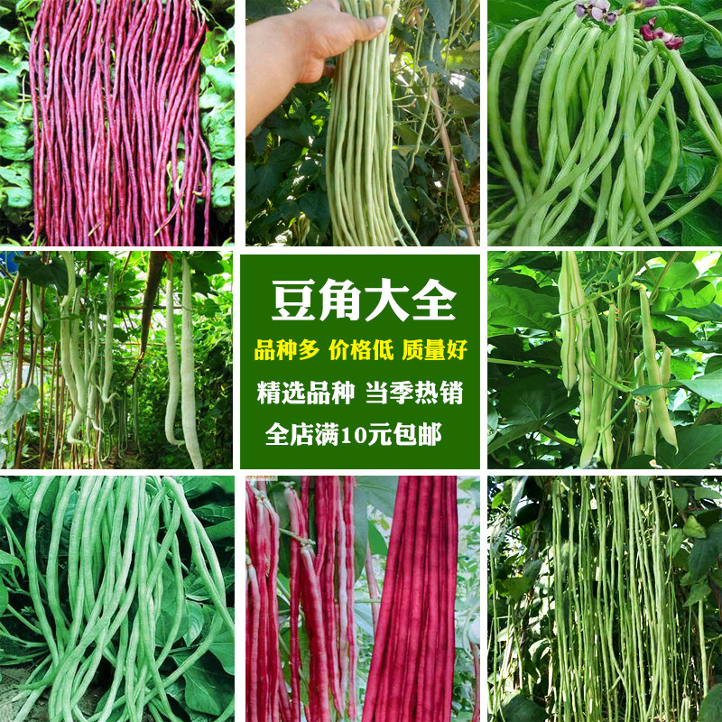长豆角种子任选 豇豆种子无筋地豆冠四季蔬菜种子 压爬架豆角种子