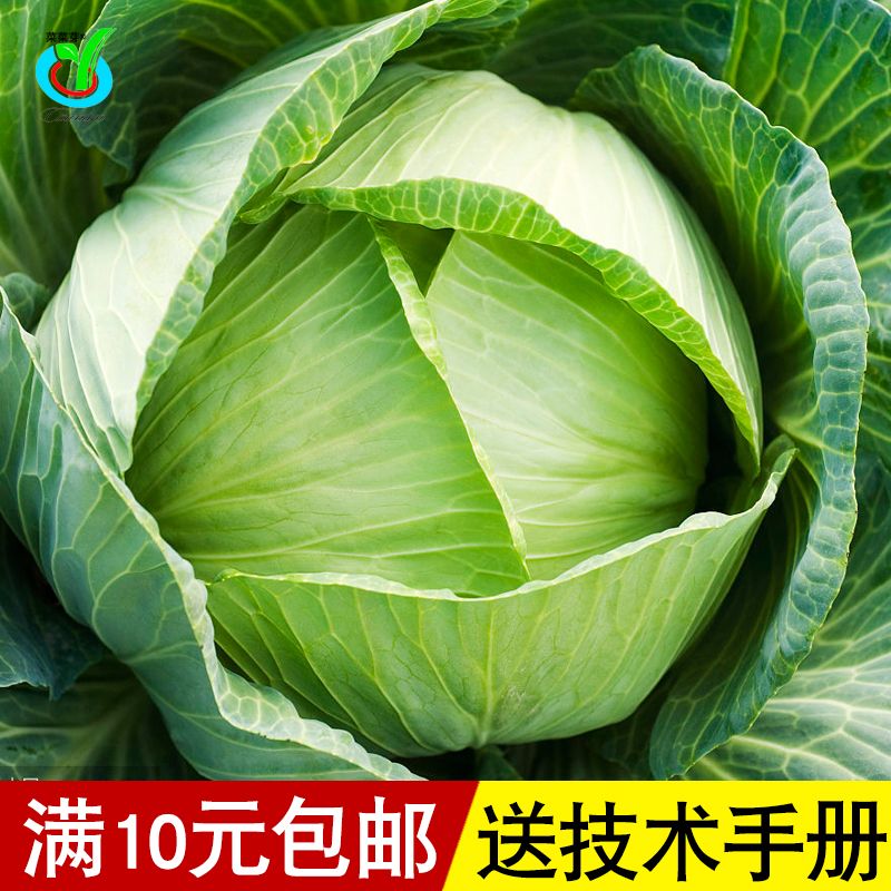 早熟春甘蓝种子 绿甘蓝球生菜绿色卷心菜包头菜 绿硕精选庆丰甘蓝