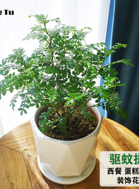 西餐装饰花卉清香胡椒木