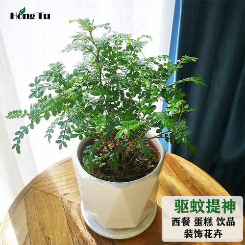 西餐装饰花卉清香胡椒木