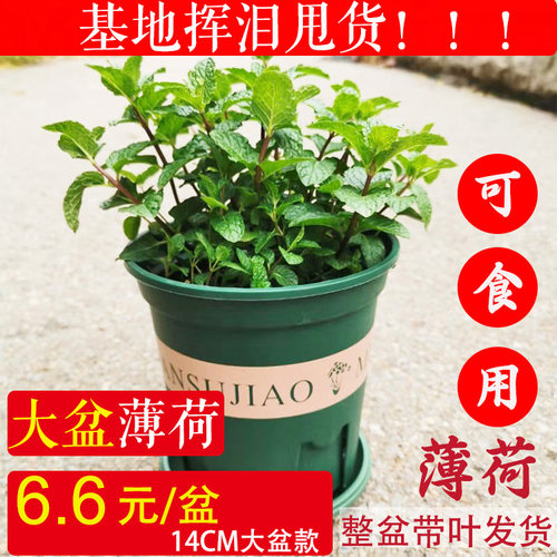 薄荷盆栽食用香草提神可泡茶桌面