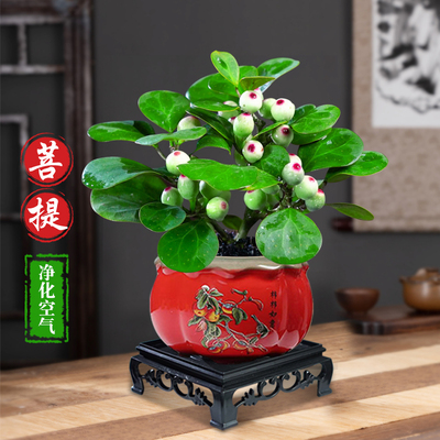 小盼菩提树带果盆景植物四季常青