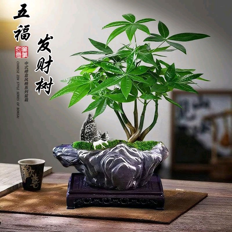 五福临门发财树盆栽创意五辫子造型盆景桌面创意绿植趣味四季常绿