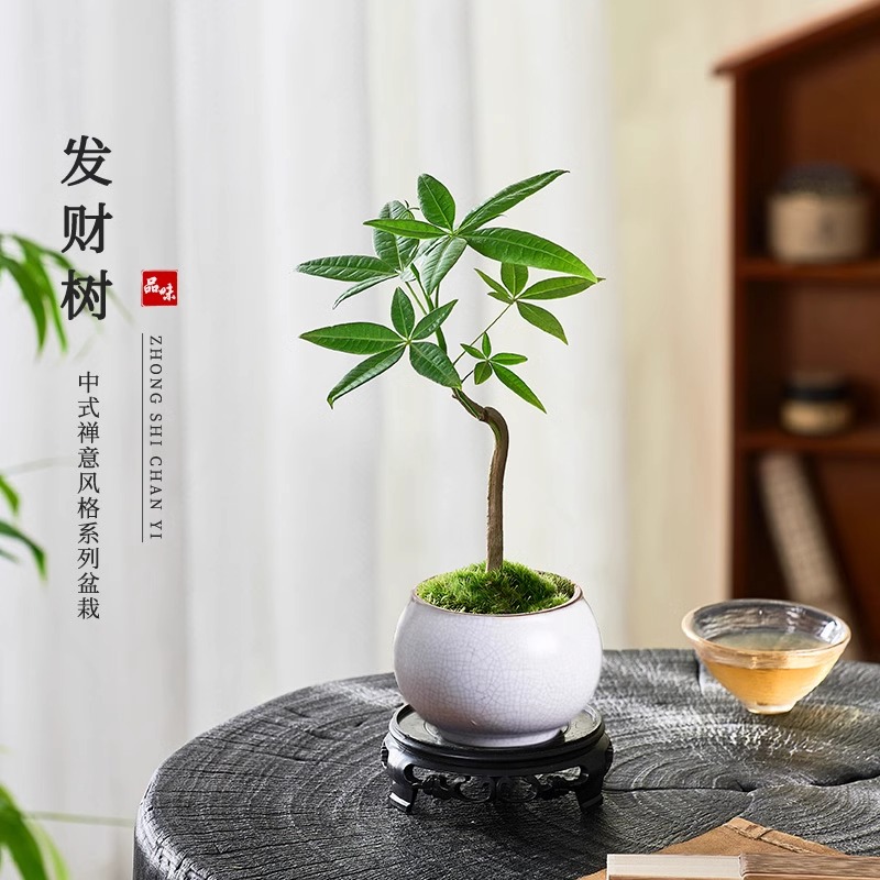 发财树小盆栽花卉原生奇趣造型发财树客厅桌面绿植室内招财办公室