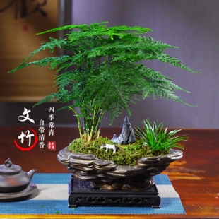 大文竹禅意盆景办公室内桌面盆栽客厅绿植花卉四季常绿植物美观花