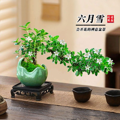 六月雪金边悬崖飘枝造型绿植