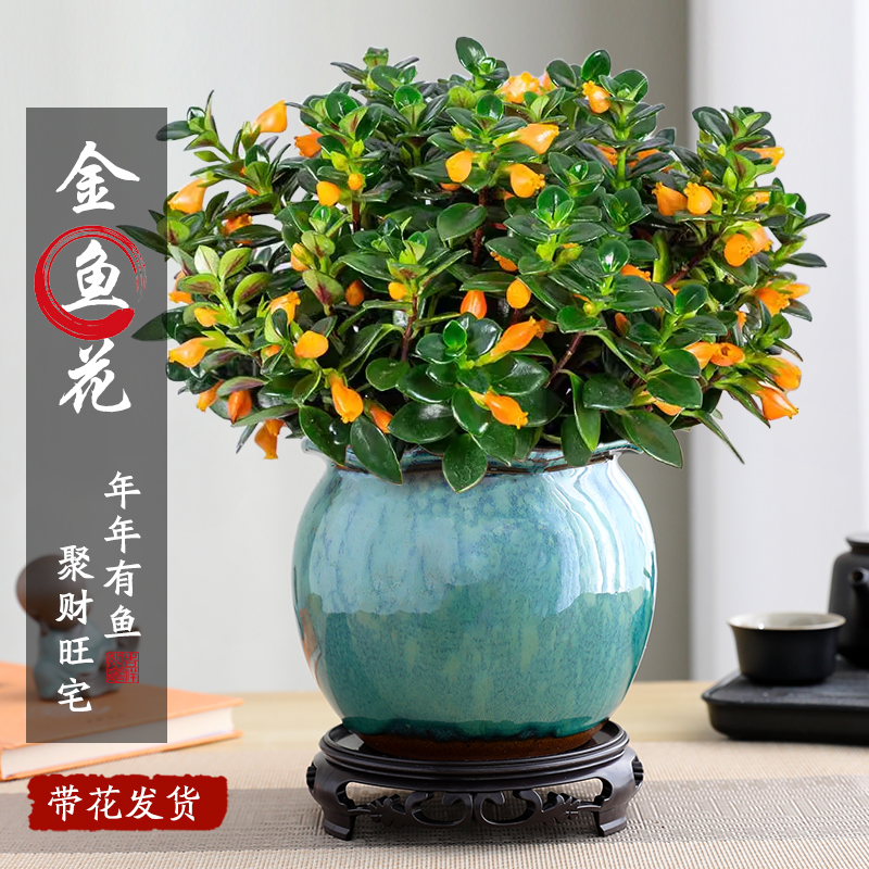 金鱼吊兰盆栽四季观花植物金鱼花室内客厅观花植物四季常青豆瓣绿