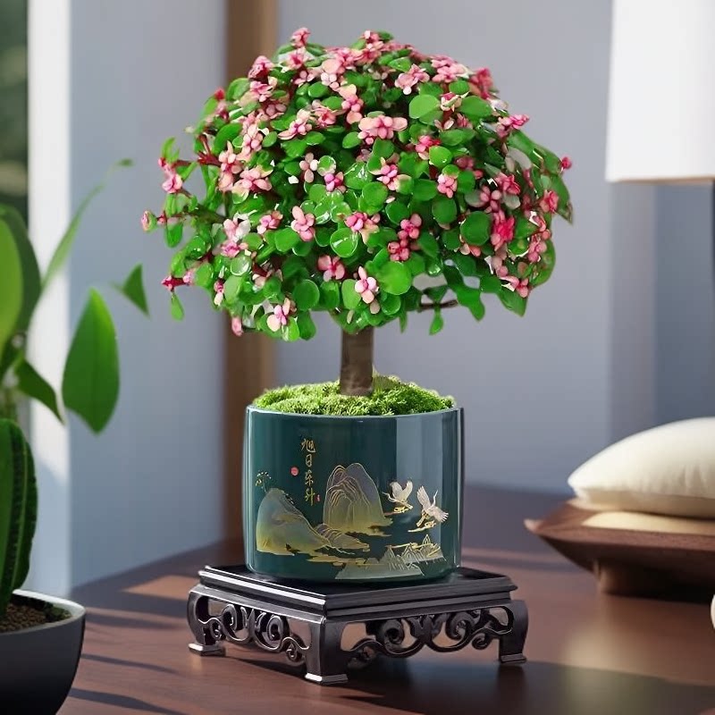 金枝玉叶盆栽多肉植物室内花盆景图片