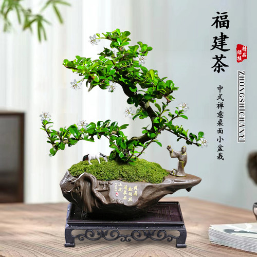 福建茶盆景老桩植物盆栽办公室造型绿植室内客厅四季常青桌面好养