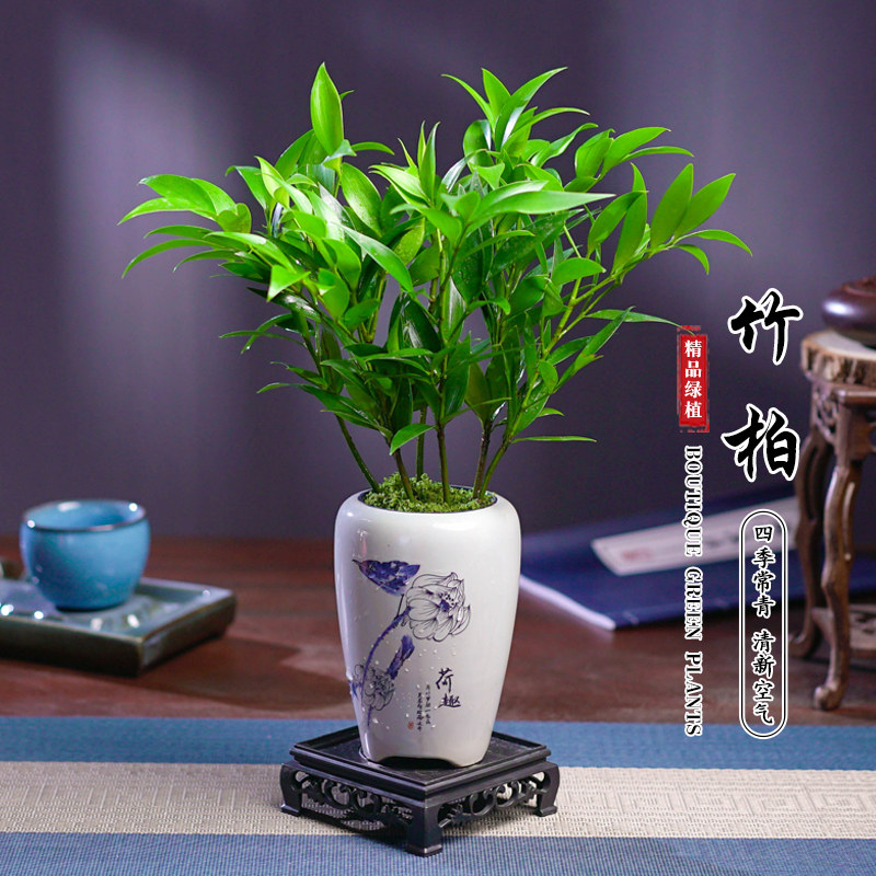 竹柏盆栽四季常青水养水培植物长寿竹平安竹室内耐寒绿植花卉盆栽
