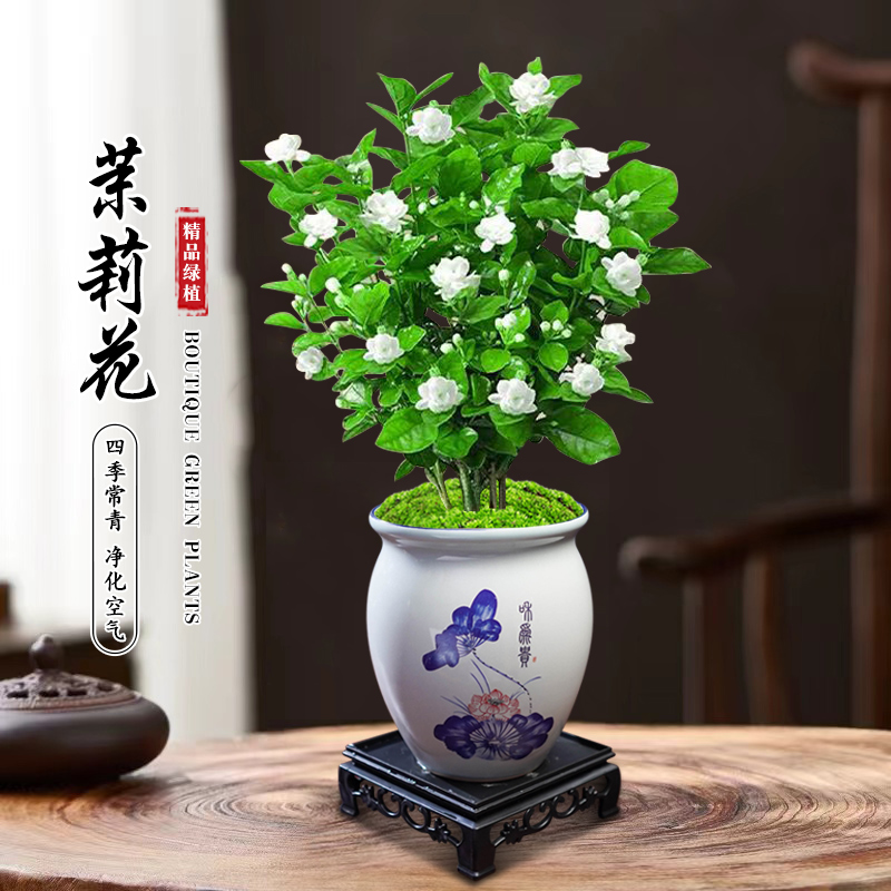 茉莉花盆栽书房茶几客厅