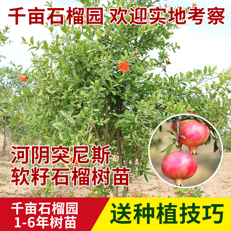 河阴突尼斯软籽石榴树