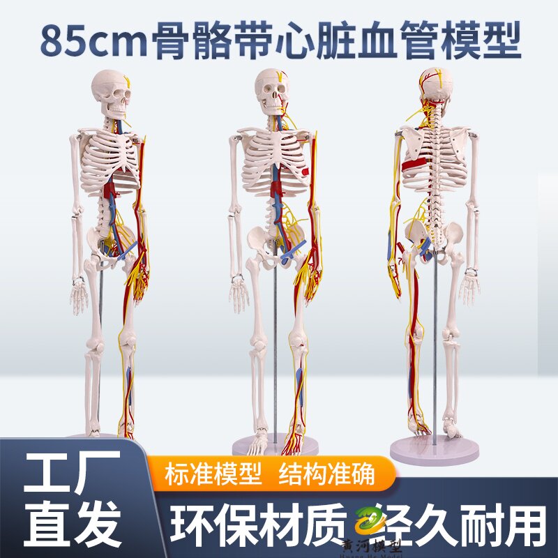 黄河模型人体骨骼骨架教学
