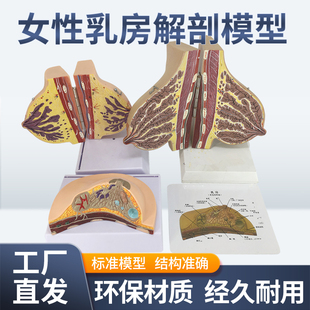 乳房模型 胸部解剖乳房结构造乳腺病变模型 哺乳期催乳师教具通用