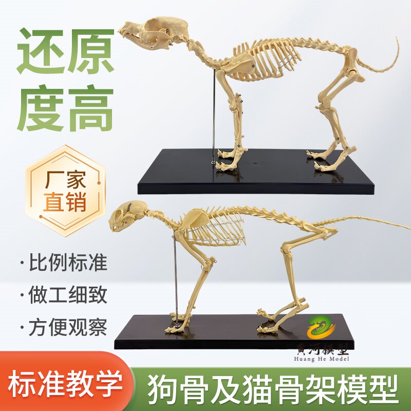 教学仿真狗骨标本模型 狗解剖狗骨架 犬骨模型 犬骨架 动物模型