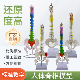 45cm人体脊柱模型 医学正骨练习骨骼模型 85cm脊椎骨架模型教学