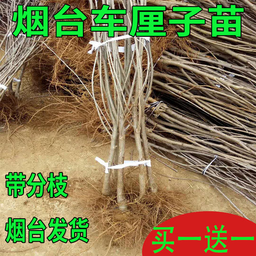 根系发达烟台大樱桃树苗