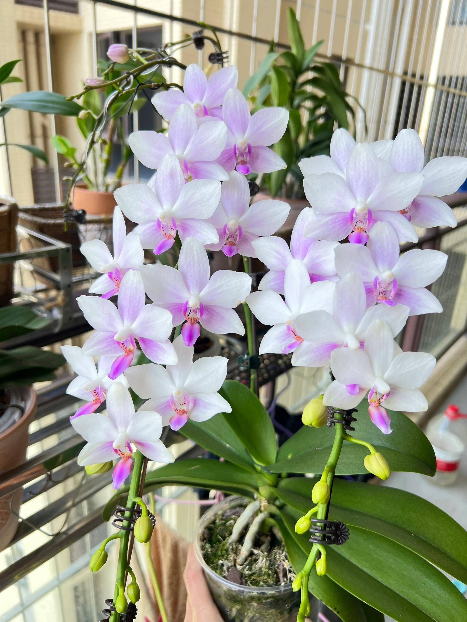 蝴蝶兰紫水仙2.8带花剑爆花型浓香室内绿植盆栽花卉好养年宵