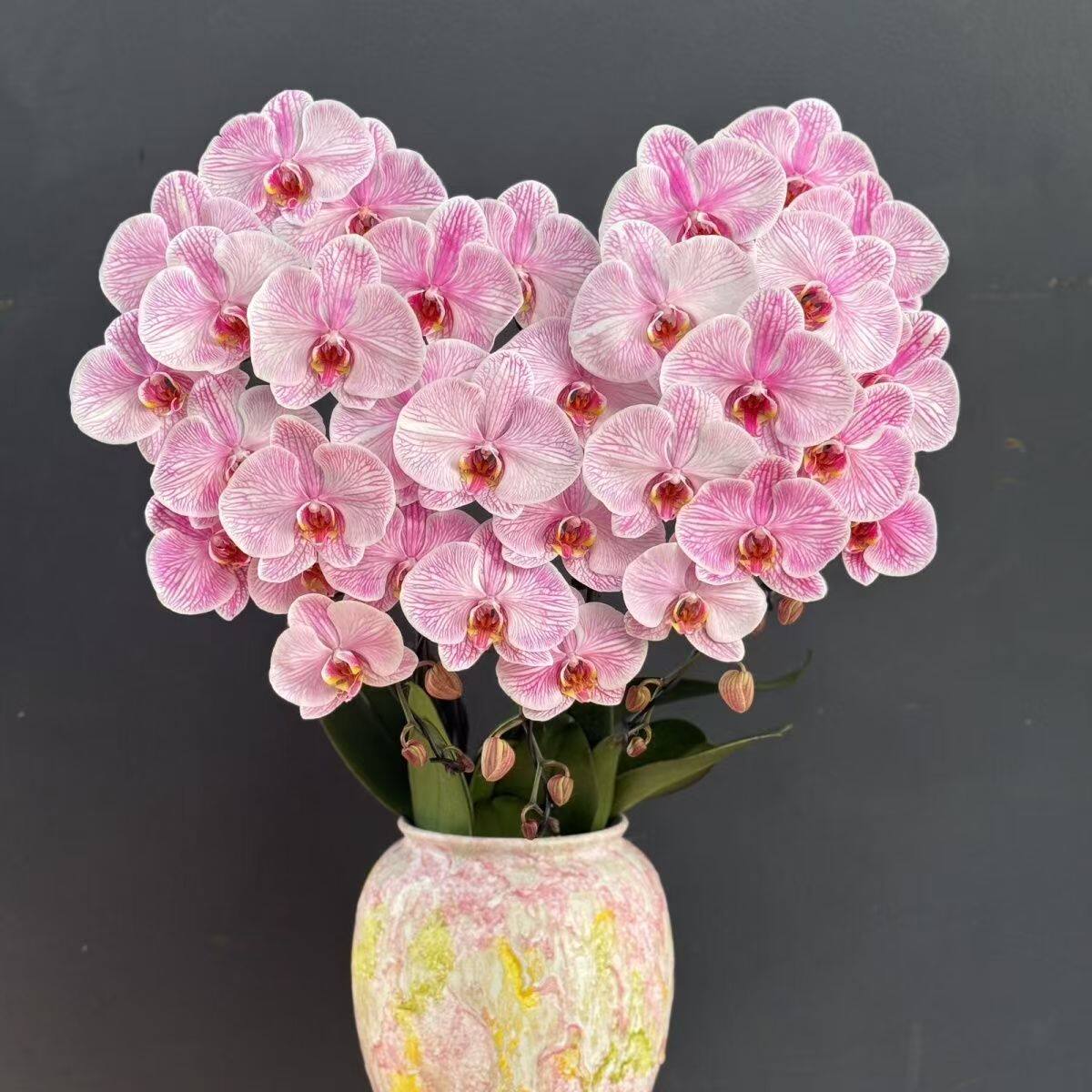 粉公主 蝴蝶兰2.8寸带花剑 室内绿植盆栽花卉 浓香型好养活年宵花