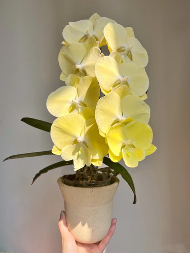 星月大舌头蝴蝶兰带花剑2.8寸四季开浓香型室内客厅绿植花卉好养