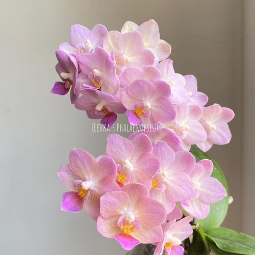 蝴蝶兰逃之夭夭2.8寸带花剑浓香型室内绿植盆栽花卉好养年宵花