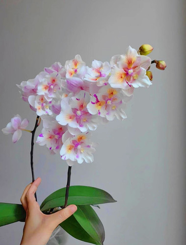 （施华洛大婚纱）蝴蝶兰四季养护带花剑2.8寸爆花型花期3个月