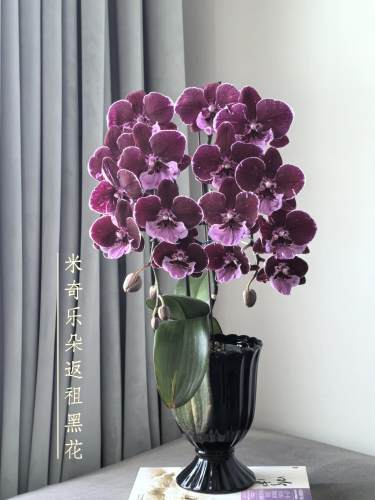 【2个花剑】蝴蝶兰2.8寸浓香型室内绿植盆栽花卉好养花期长5个月