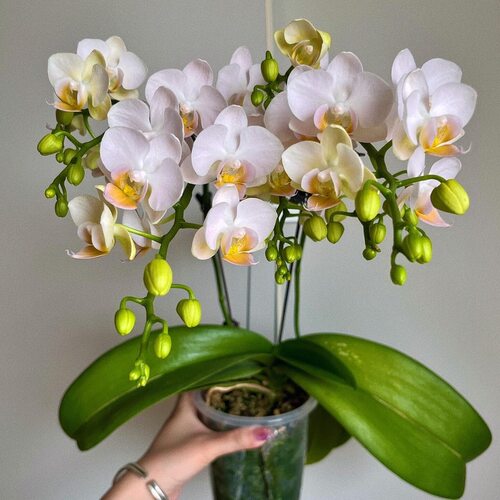 蝴蝶兰【嫦娥】2.8杯大苗带花剑室内客厅绿植盆栽四季好养浓香型