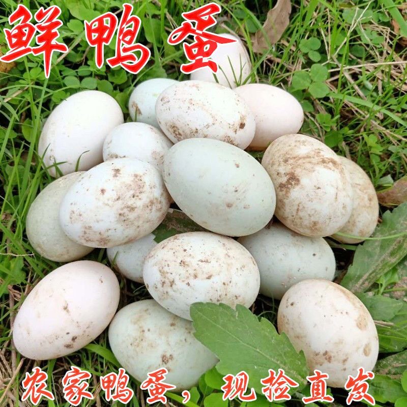 生鲜鸭蛋绿壳白壳新鲜农家土鸭蛋生鸭蛋水生态麻鸭蛋现捡现发鲜蛋