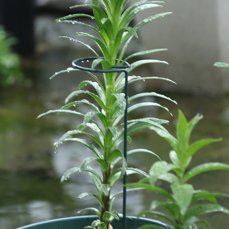 回型金属植物支撑盆栽支架园艺植物固定花支撑插花杆固定爬藤支架,鲜花速递/花卉仿真/绿植园艺,花架,淘宝优惠券,粉丝福利购,淘宝优惠卷