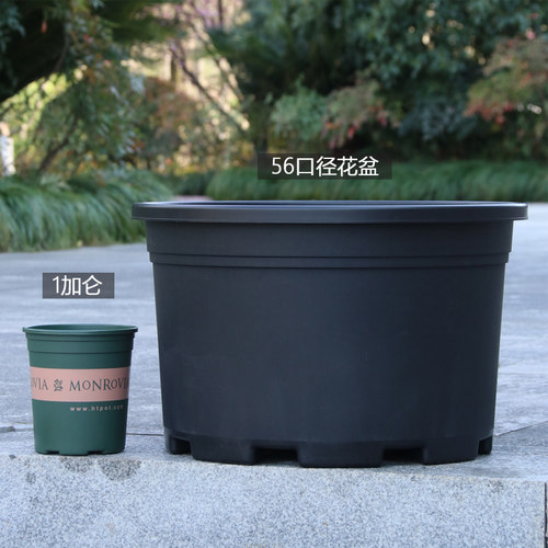 黑加仑特大号塑料种植花盆抗老化
