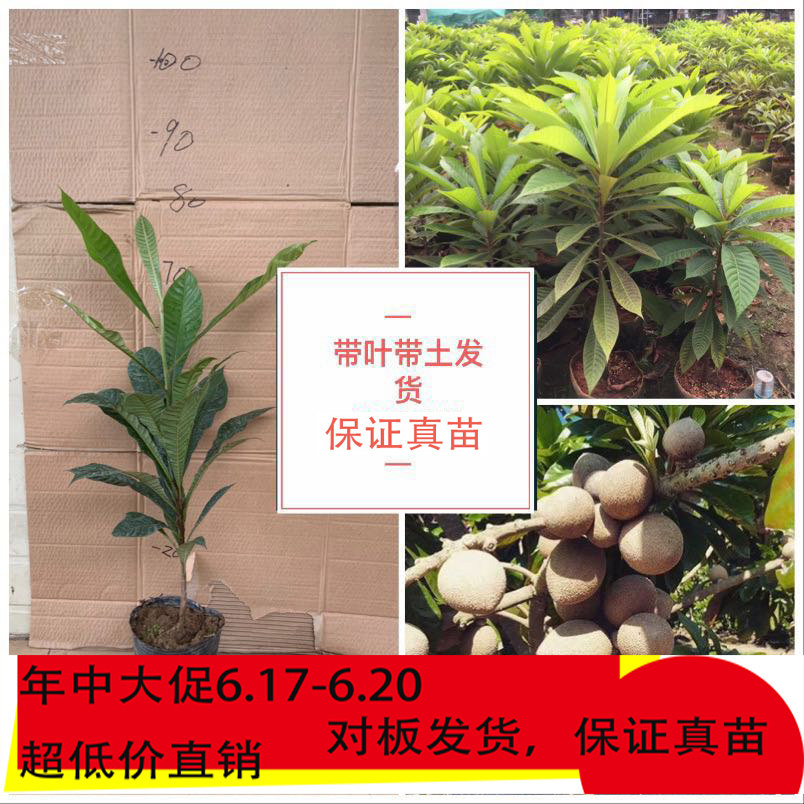 妈咪果神仙果马米果麻美蛋黄果南方庭院盆栽台湾新品果苗马梅果在类目 鲜花速递/花卉仿真/绿植园艺, 花园植物/行道树/果树, 果树中 - 来自Buy2taobao.com提供专业的淘宝代购服务